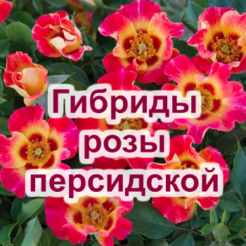 Гибриды розы персидской