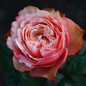 Роза Кахала 2 сорт