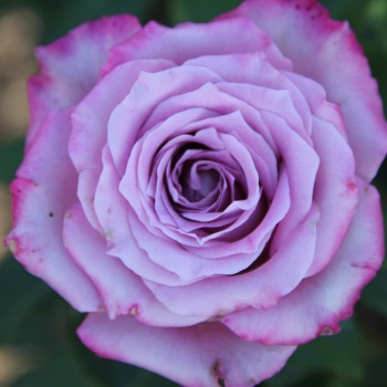 Роза Меритим 2 сорт