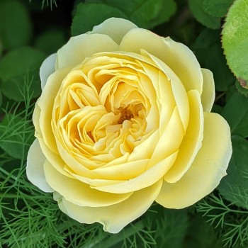 Роза  Пион желтый