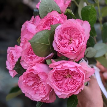 Mayra's Roses