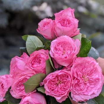 Mayra's Roses