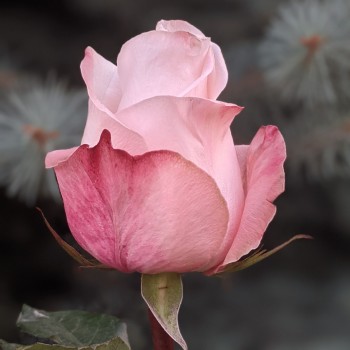 Роза Помароса 2 сорт